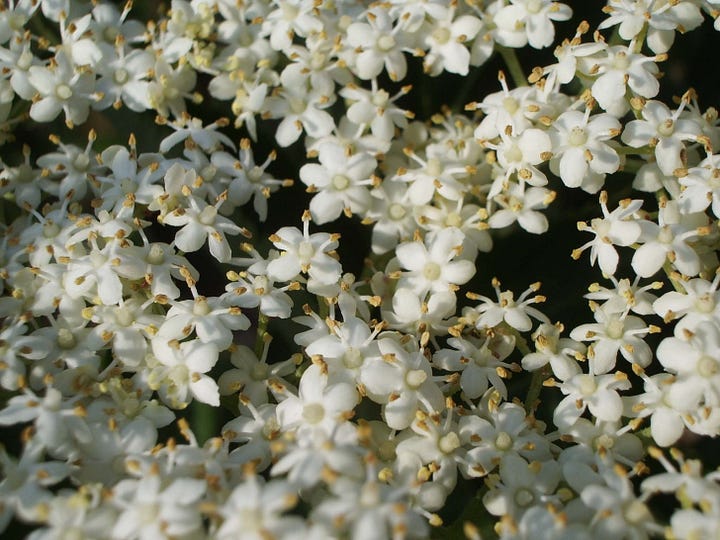 Tray of elderflower heads and close up of flowers