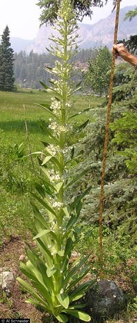 Elkweed | USU