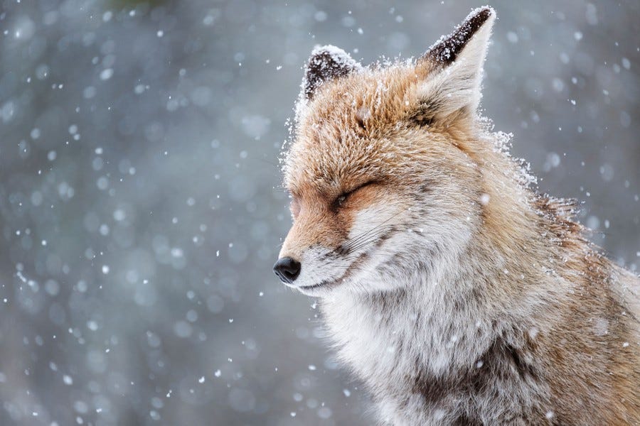 A close view of a fox, during a snowfall, its eyes closed A close view of a fox, during a snowfall, its eyes closed
