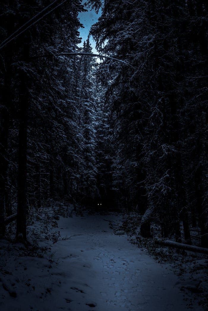 A pair of golden eyes stare out from the shadows of a deep, dark winter forest. A pair of golden eyes stare out from the shadows of a deep, dark winter forest.