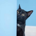 The history of why cats never became spies