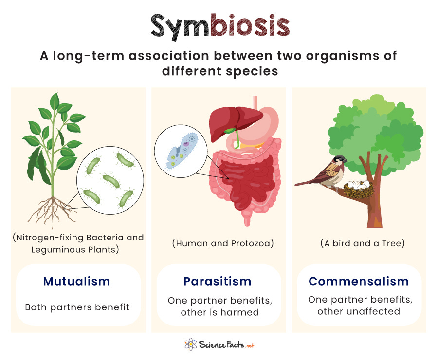 Symbiosis - Definition, Types, Examples, and Diagram