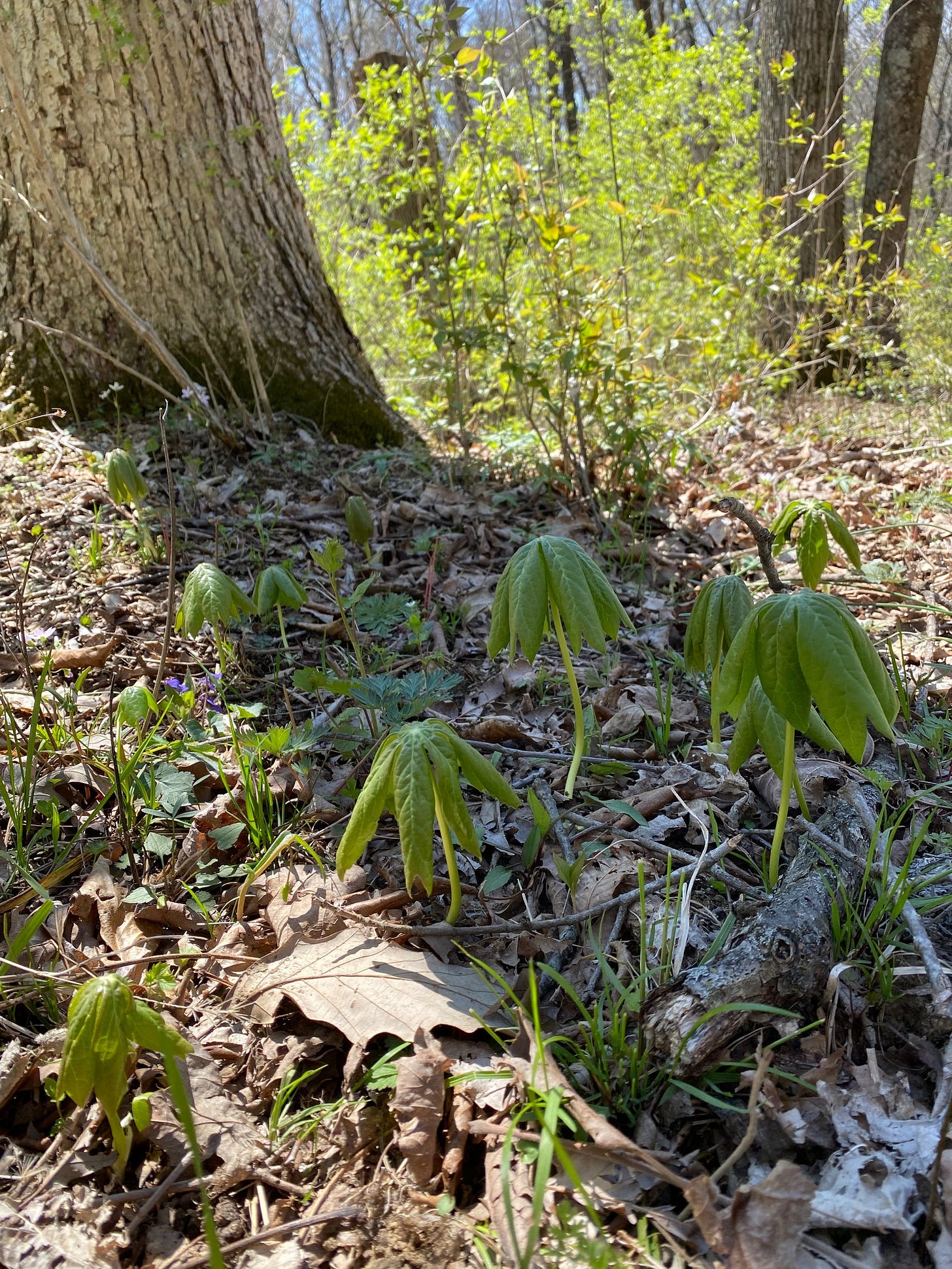 Mayapple plants emerging from the ground in April 