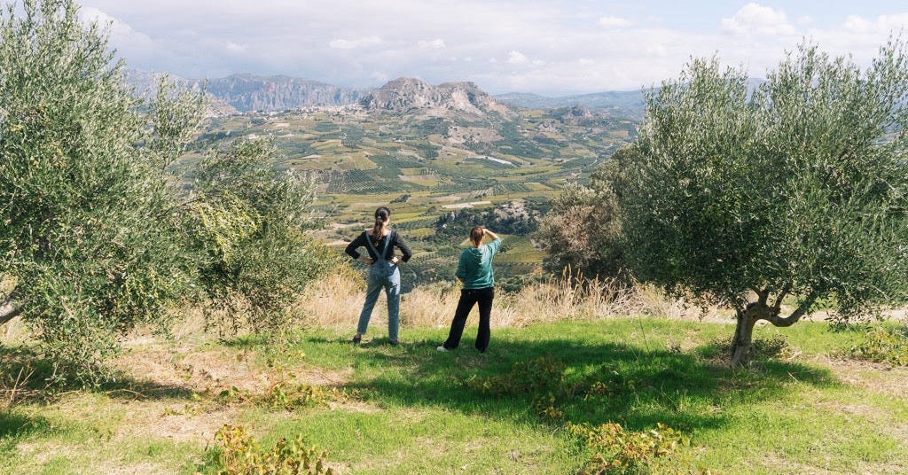 The team with olive trees in Crete
