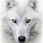 Alphadoge777's avatar