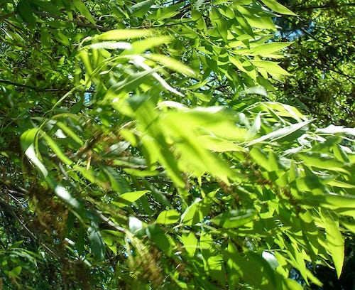 tree leaves blowing in wind tree leaves blowing in wind