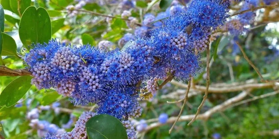 Memecylon umbellatum