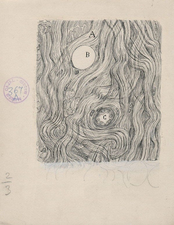 Santiago Ramon y Cajal illustration of nerve cells
