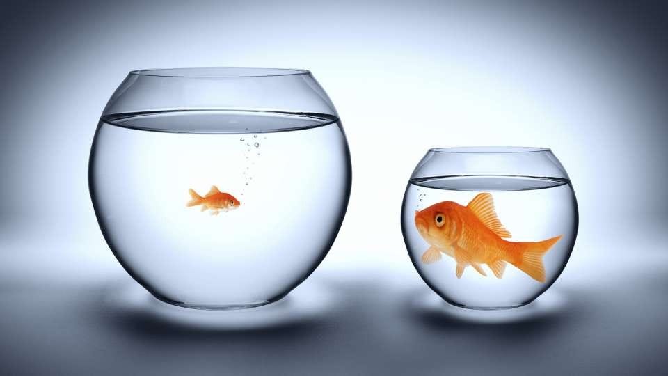 Two goldfish in bowls of different sizes, symbolising how small startups give individuals greater impact and visibility compared to large organisations.
