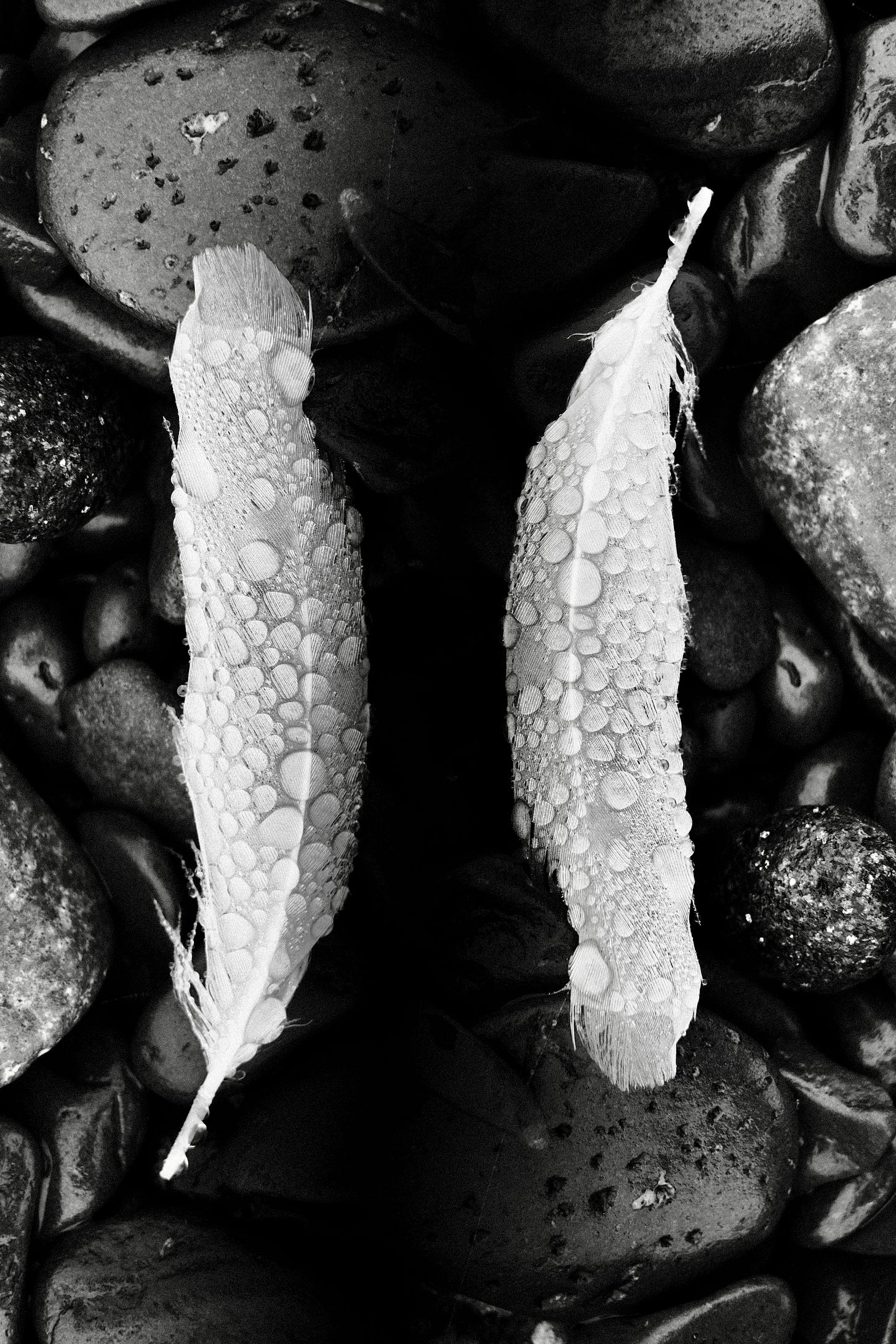 Feathers