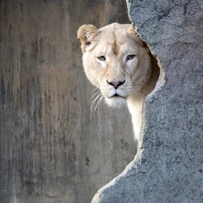 The Lioness Archive’s Substack