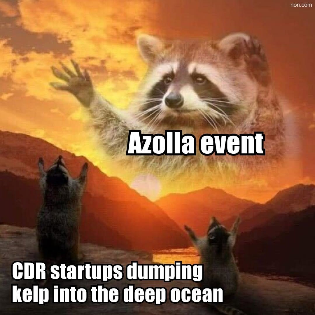 A raccoon raises its arms before a sunset, labelled "Azolla event", while smaller raccoons below, labelled "CDR startups dumping kelp into the deep ocean", raise theirs in tribute.