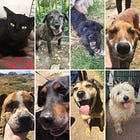 Pintando sonrisas peludas