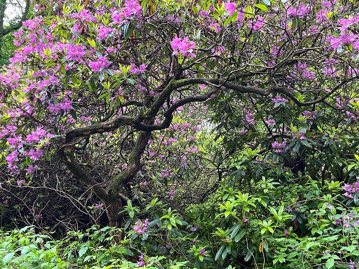 Twisting stems of old rhododendron dance. In black and white form and texture balance. In colour the shock of pink flowers against green leaves.