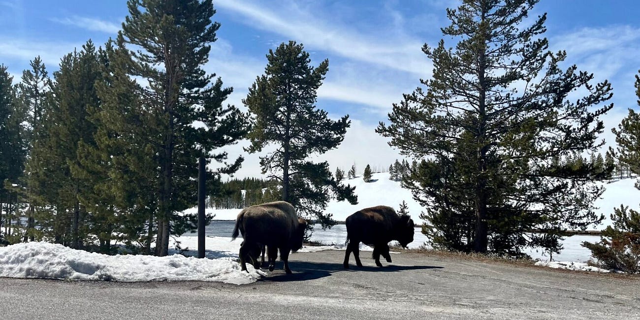 Idaho man charged with harassing wildlife after kicking Yellowstone bison