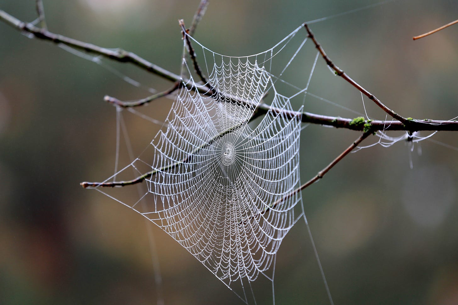 spider web on tree twig