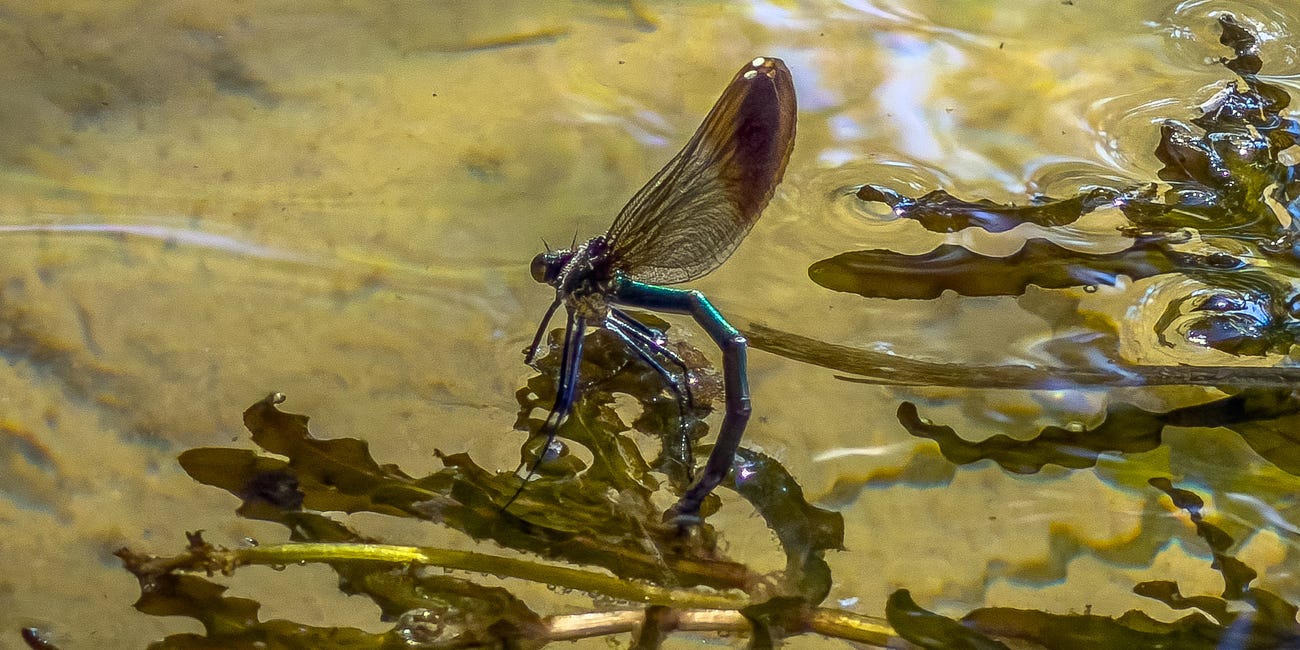 The Dragonfly Maternity Ward: Part II