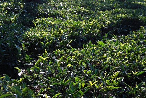 Images which show close-cropped rows of tea bushes with taller trees amongh them, as described in the text. Some are in full sun, some in evening light and some on the mist