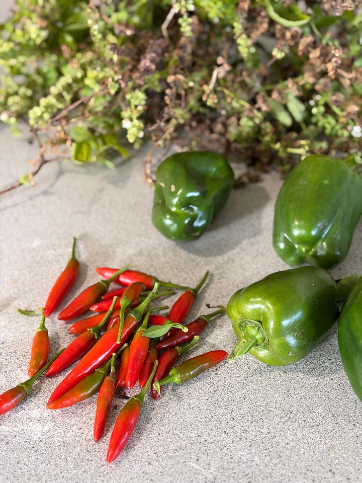 The night sky, A Pied Butcher Bird, the last of the basil and the chilli and capsicum still coming in strong!
