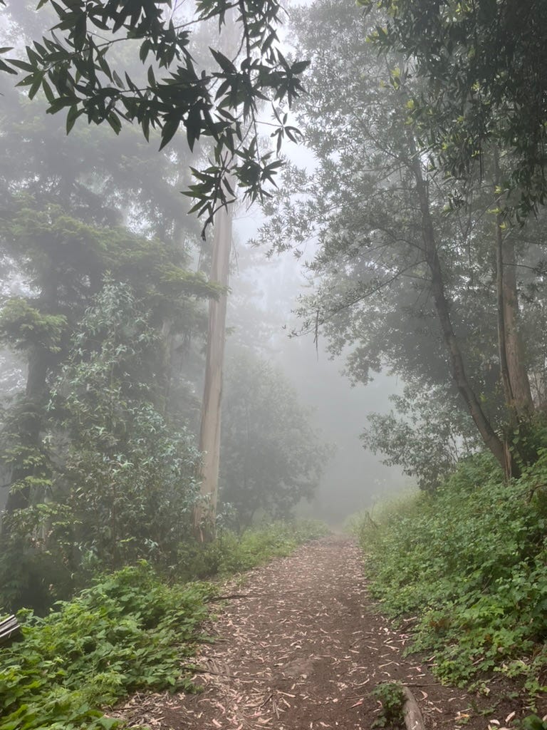 foggy tree-lined trail