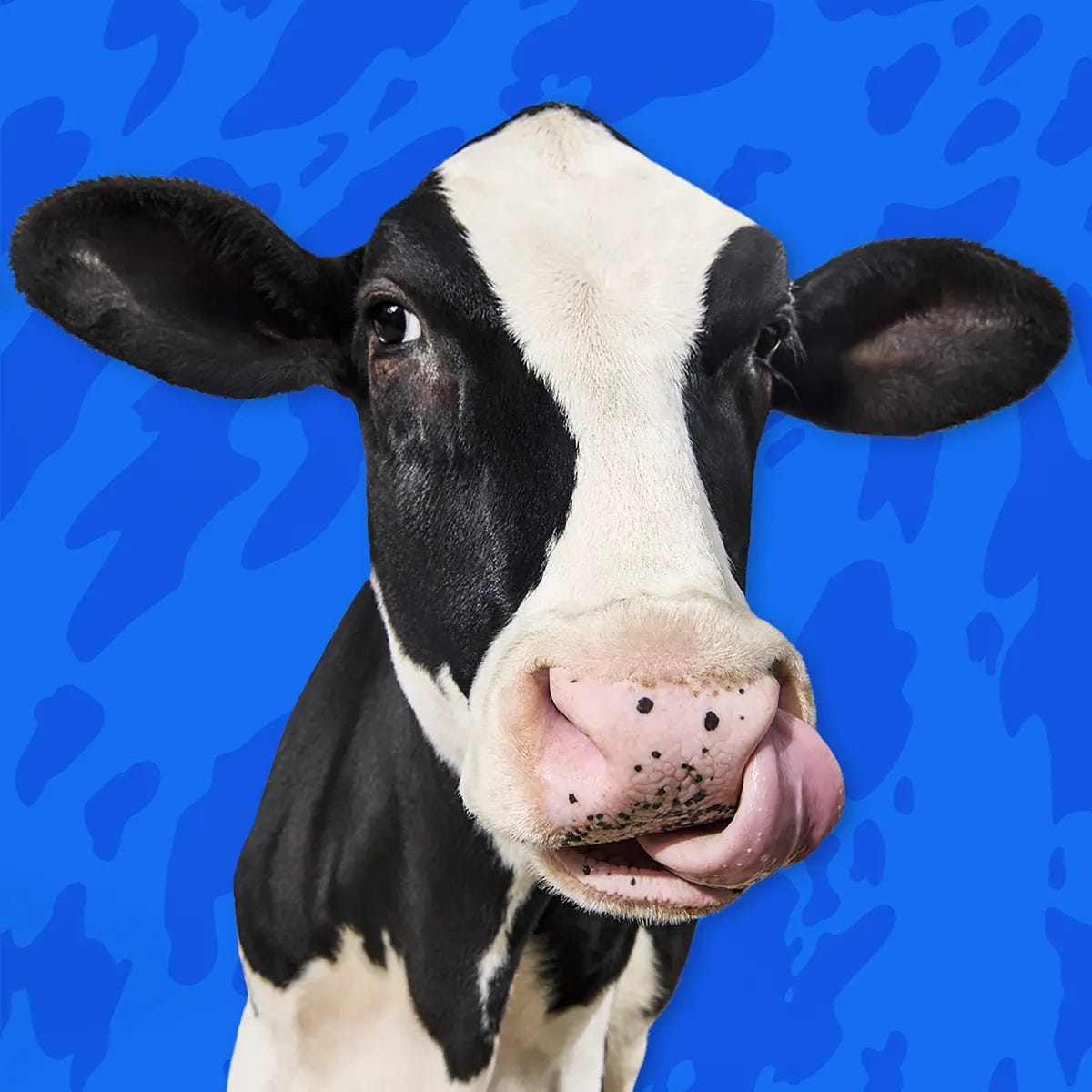 Name That Cow: The 6 Great Dairy Breeds | Better With Dairy Name That Cow: The 6 Great Dairy Breeds | Better With Dairy