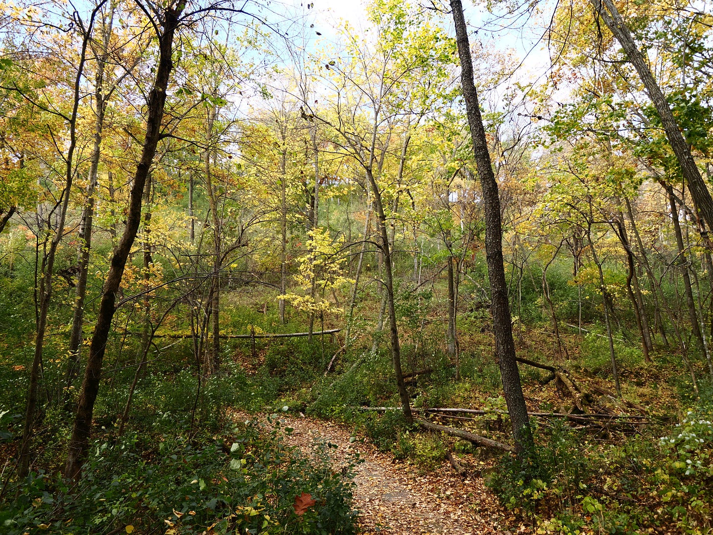 A path leads through the forest
