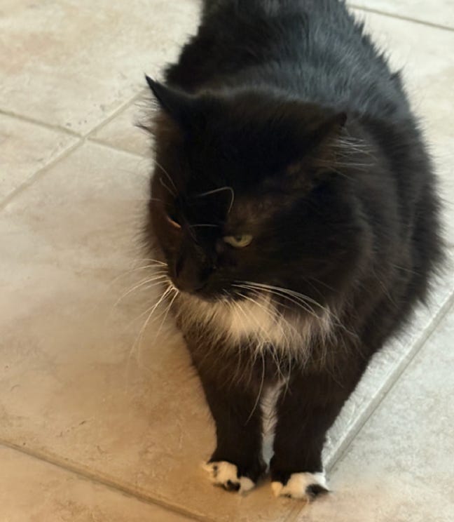 furry black and white floof standing rigidly on tile floor