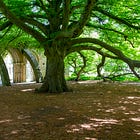145. Chapter House Tree