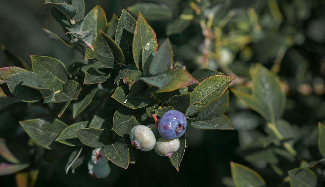 Blueberries on a vibrant, leafy branch.
