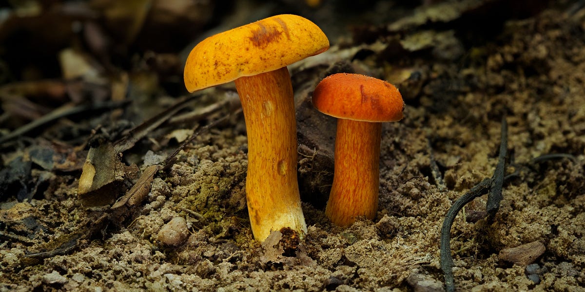 Dragon's Crest | Fungi Finds Through Krabi's Wilderness