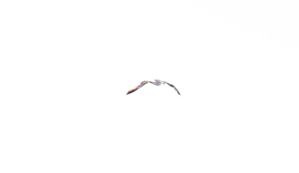 a bird flying in the sky on a clear day