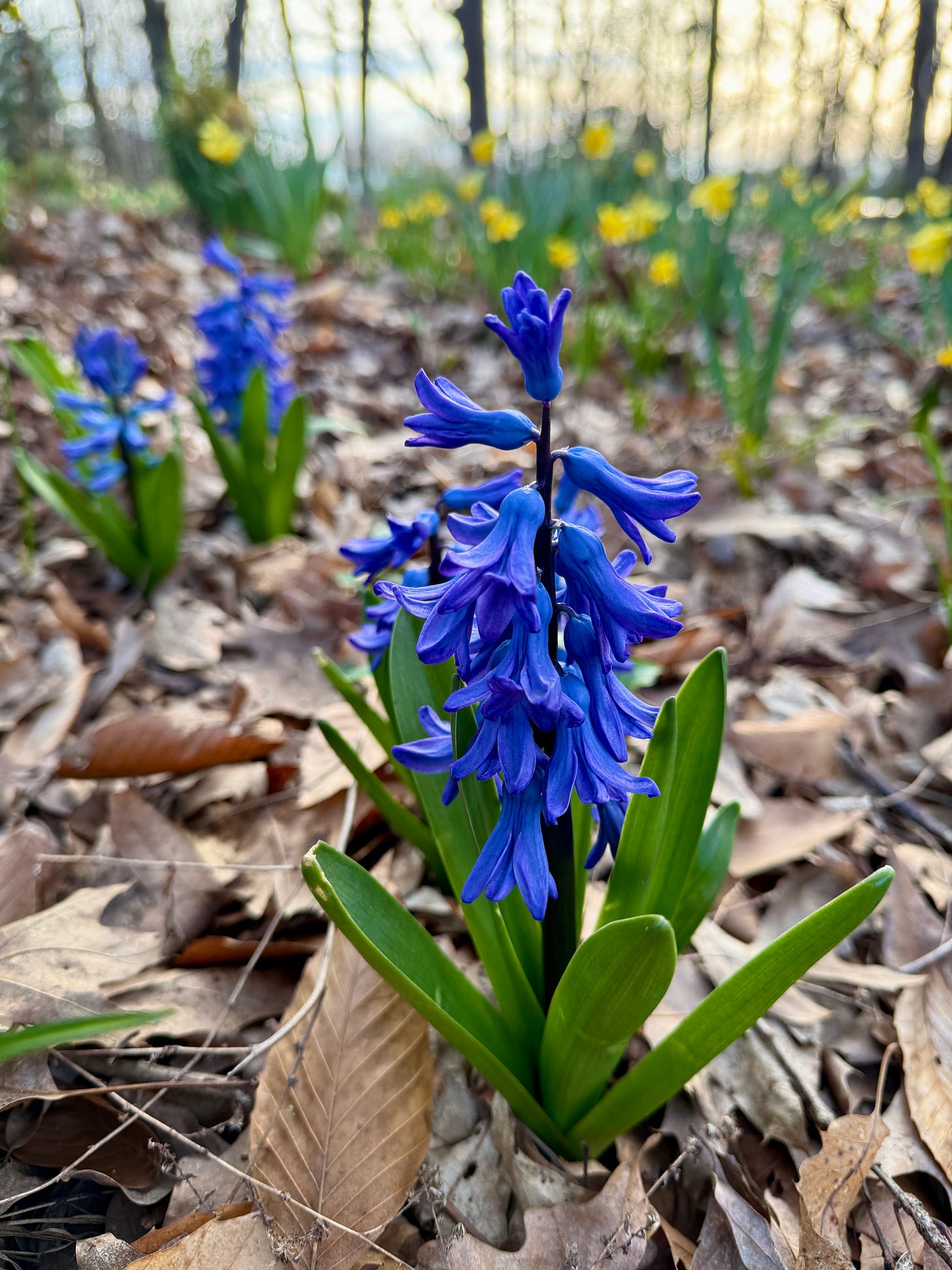The richest of blues from Hyacinthus orientalis ‘Delft Blue’ at the front of the Daffodil Dell to set off the daffs. The richest of blues from Hyacinthus orientalis ‘Delft Blue’ at the front of the Daffodil Dell to set off the daffs.