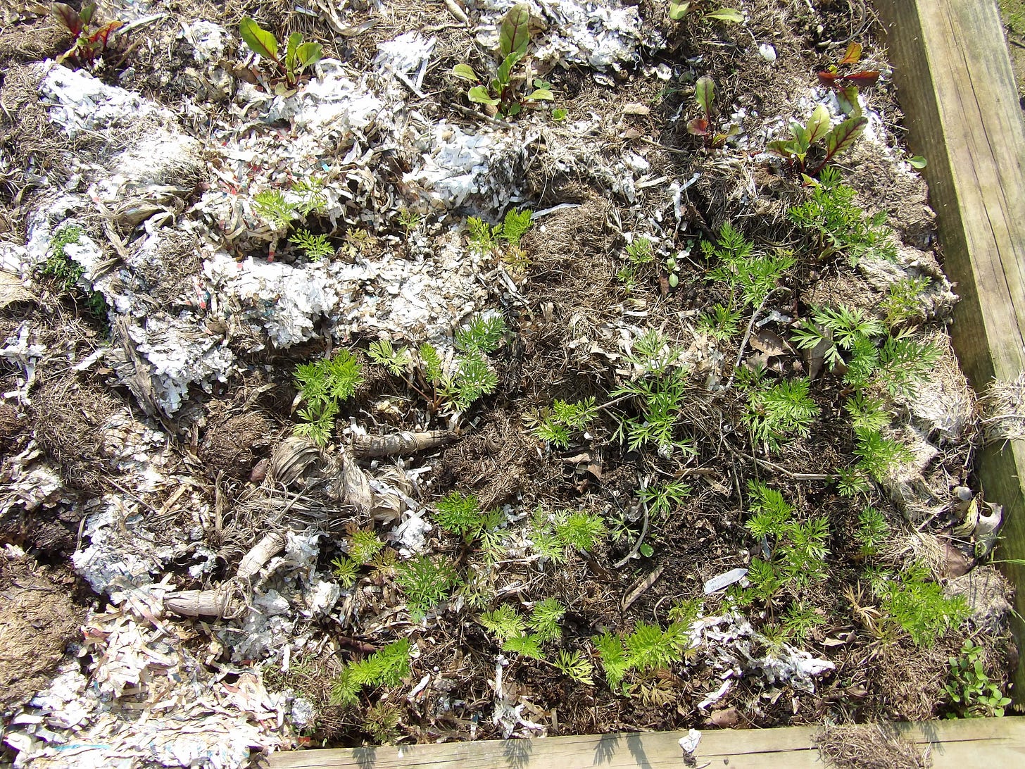 Carrot Seedlings