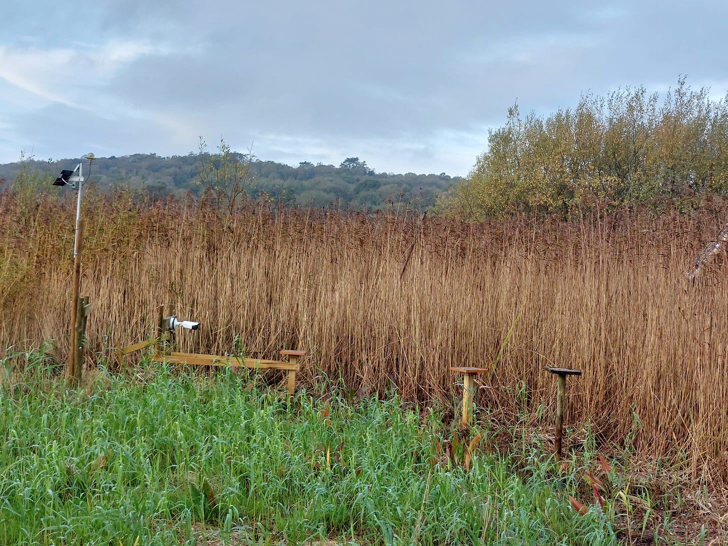 Three wooden 'grit trays' next to tall dense reeds Three wooden 'grit trays' next to tall dense reeds