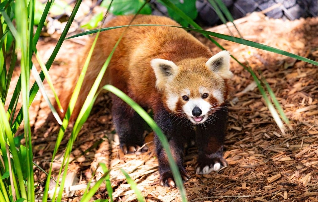 Currumbin welcomes rare red panda 'Shardul'