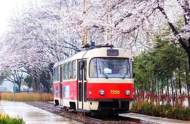 Cherry blossom trail along the Gyeongui Line Forest Path / Courtesy of Seoul Metropolitan Government Cherry blossom trail along the Gyeongui Line Forest Path / Courtesy of Seoul Metropolitan Government