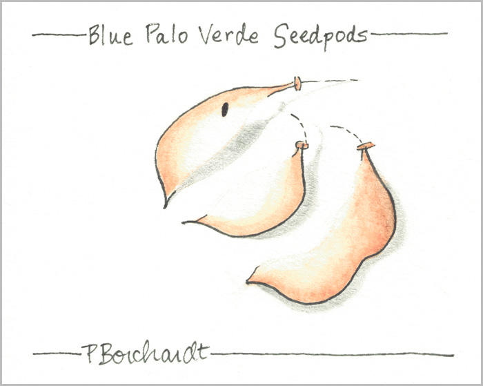 Blue Palo Verde Seedpods (pen, watercolor, & graphite)