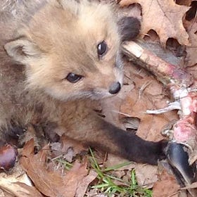 An Innocent Fox in the Valley of Death
