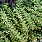 Brussels sprouts.