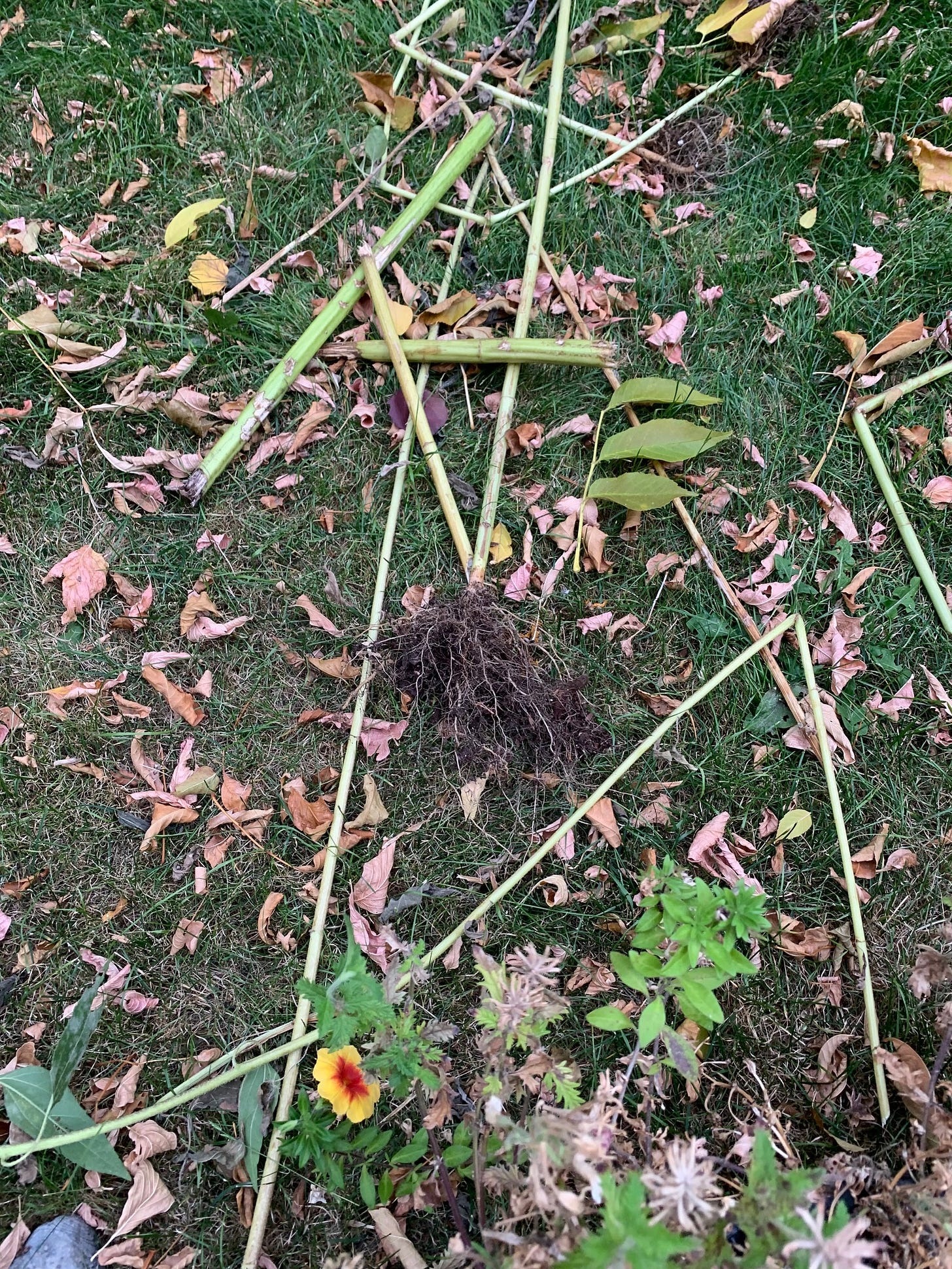 broken sunflower stalks lying in the grass