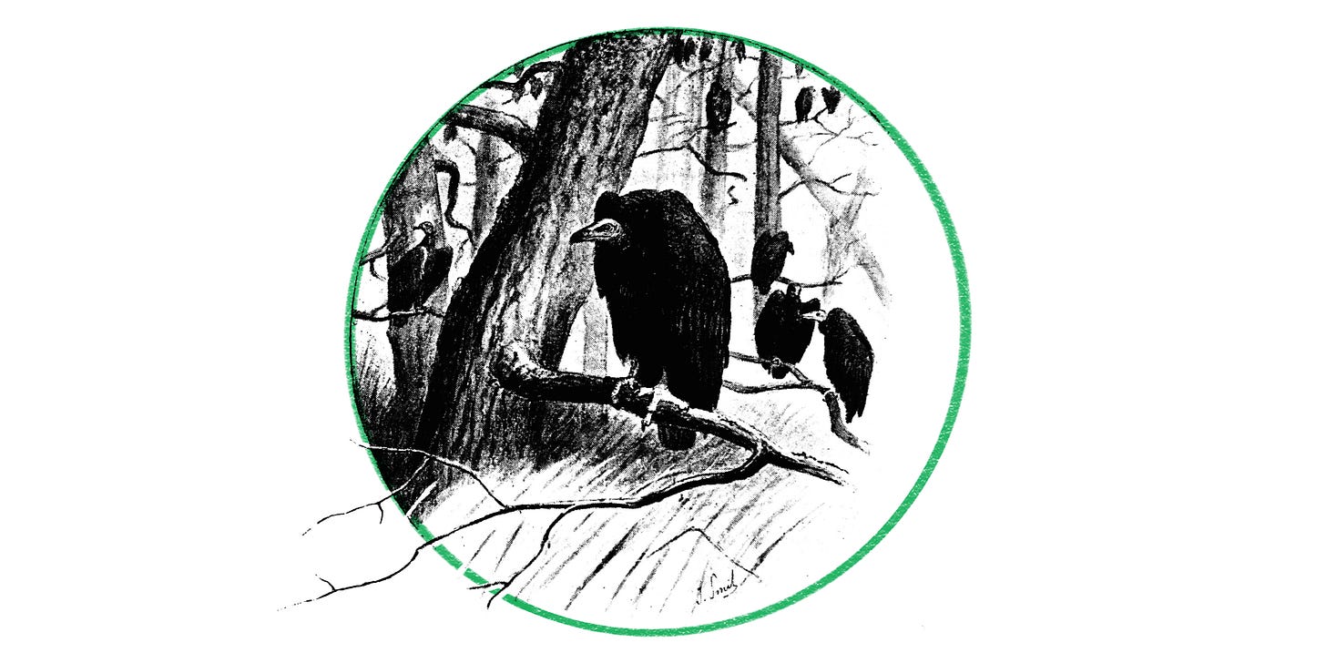 Several vultures perched in the branches of a tree. Modified vintage public domain illustration. Black and white with one element highlighted green.