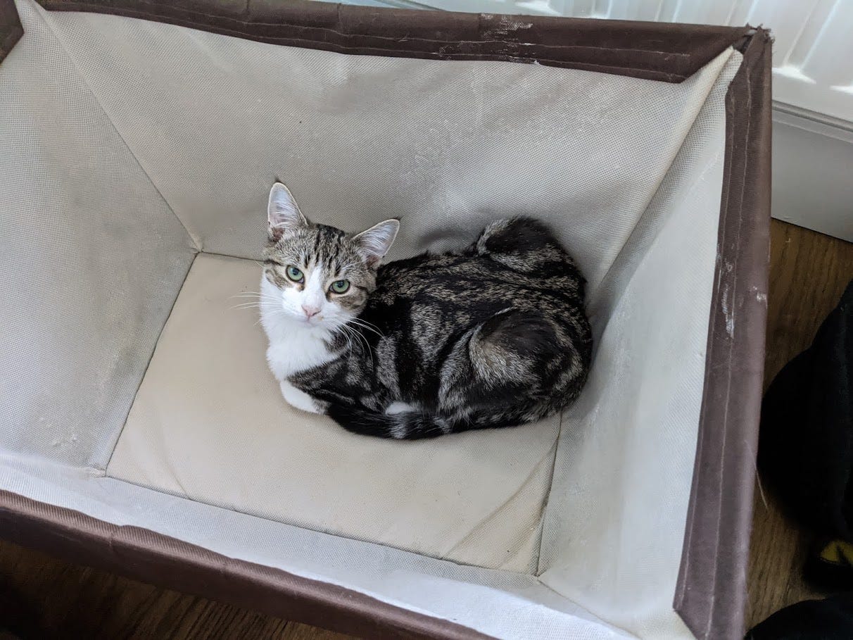 My kitty Joi, a moggy, is sitting in the laundry basket. 