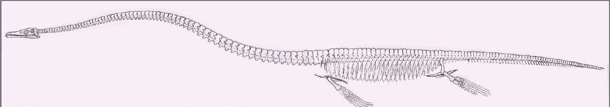 Where Elasmosaurs Roam Where Elasmosaurs Roam