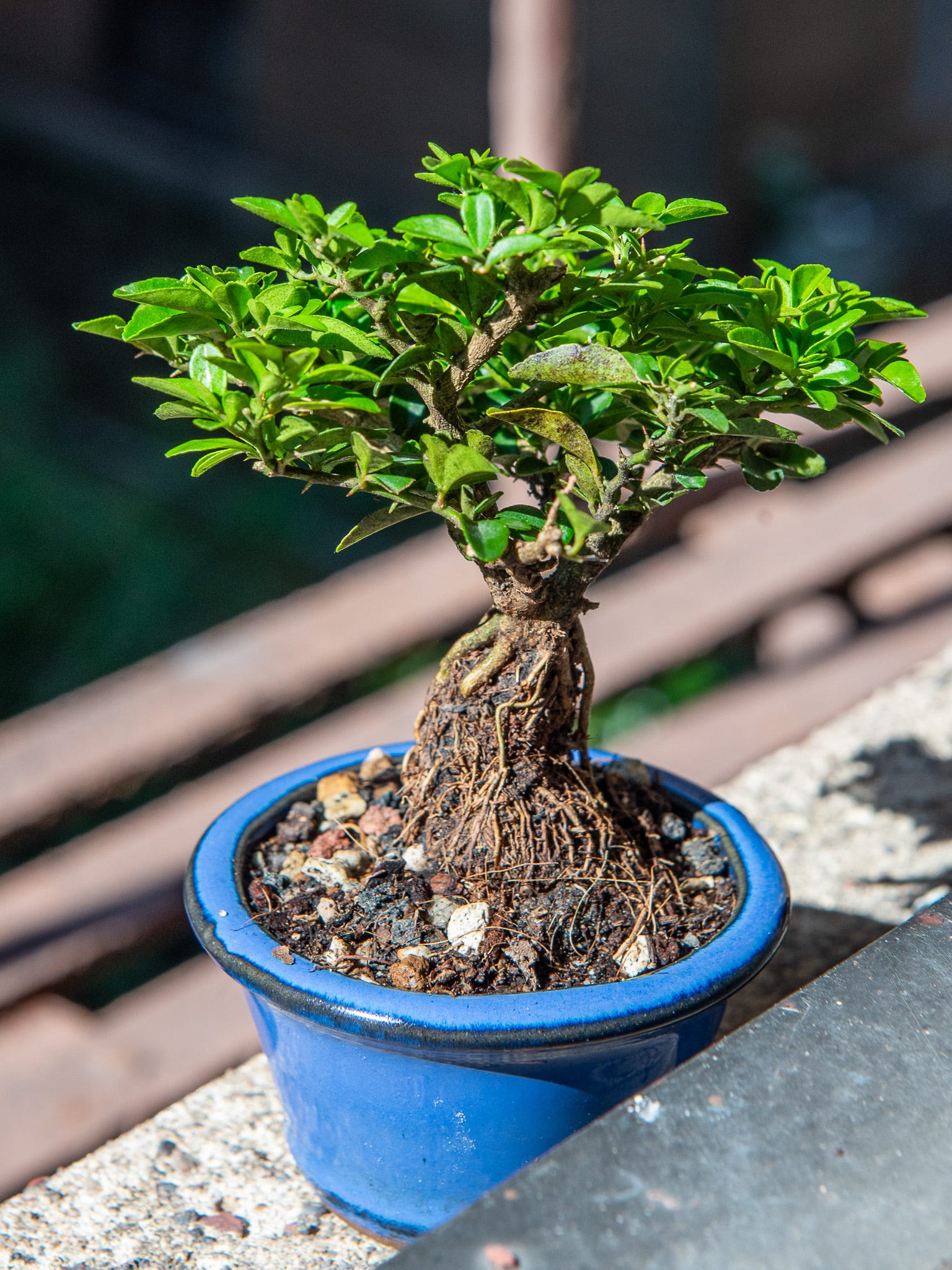 Itty bitty bonsai committee - by Max Falkowitz