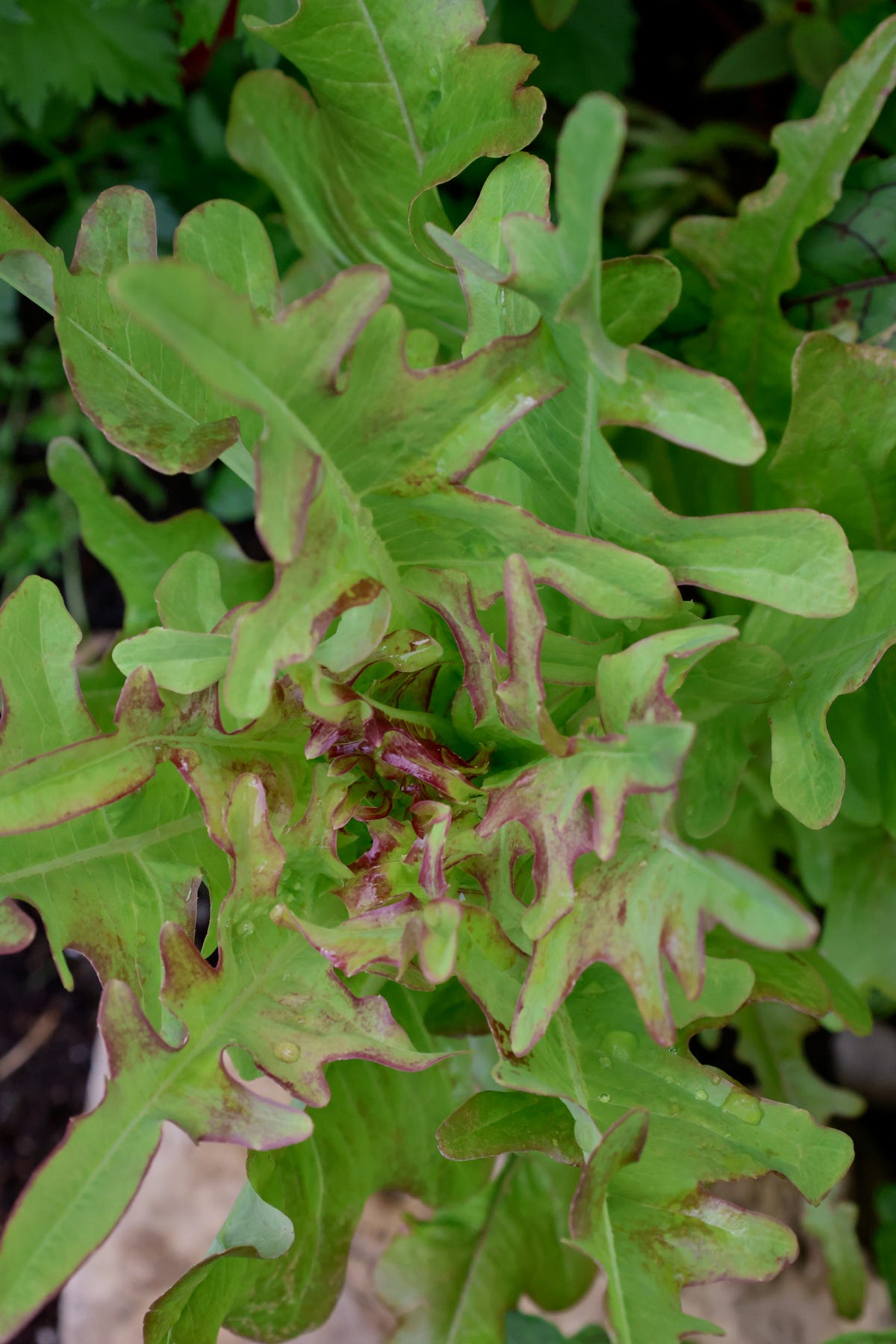 a lettuce plant