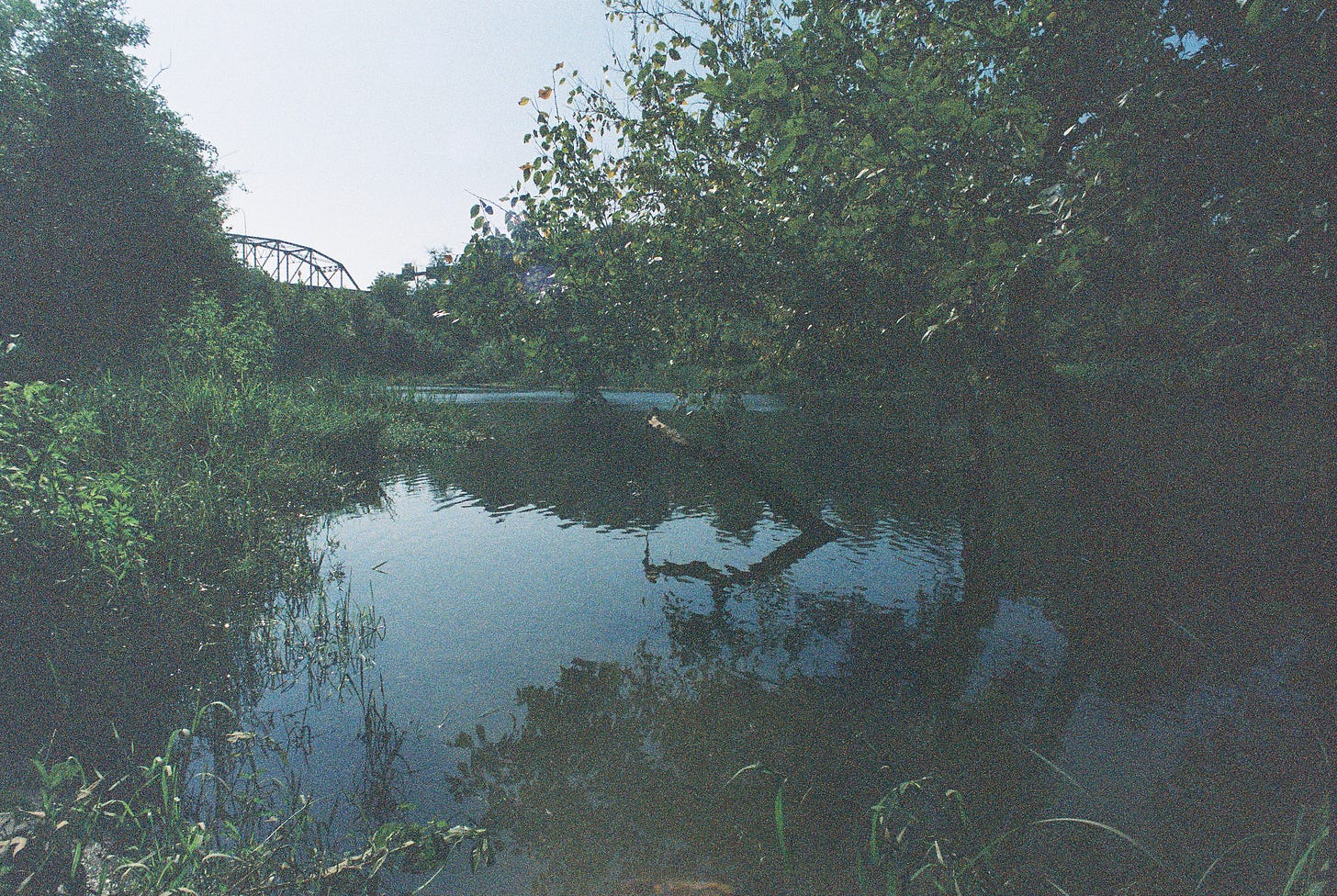 Vignette of tranquil river with native vegetation