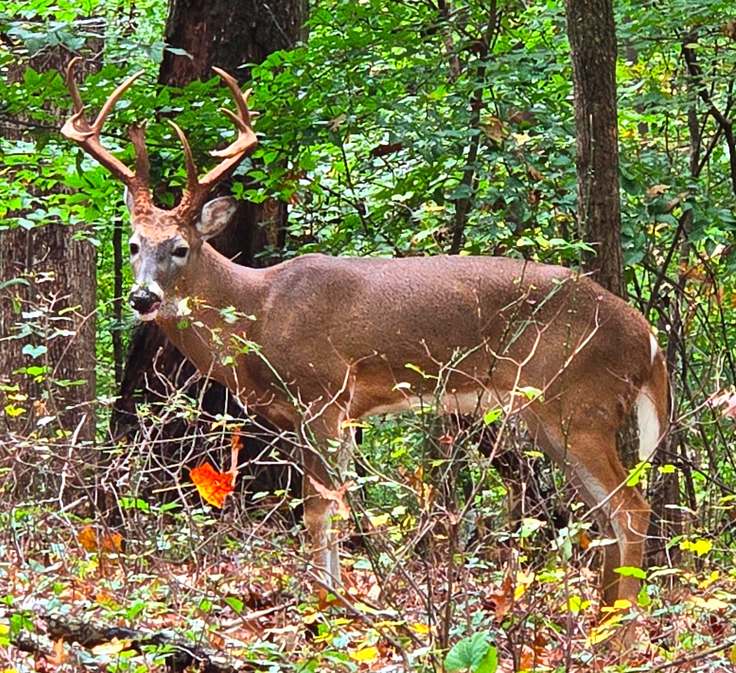 A buck stands in front of green plants with large antlers