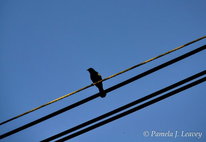 Red-winged Blackbird on a wire
