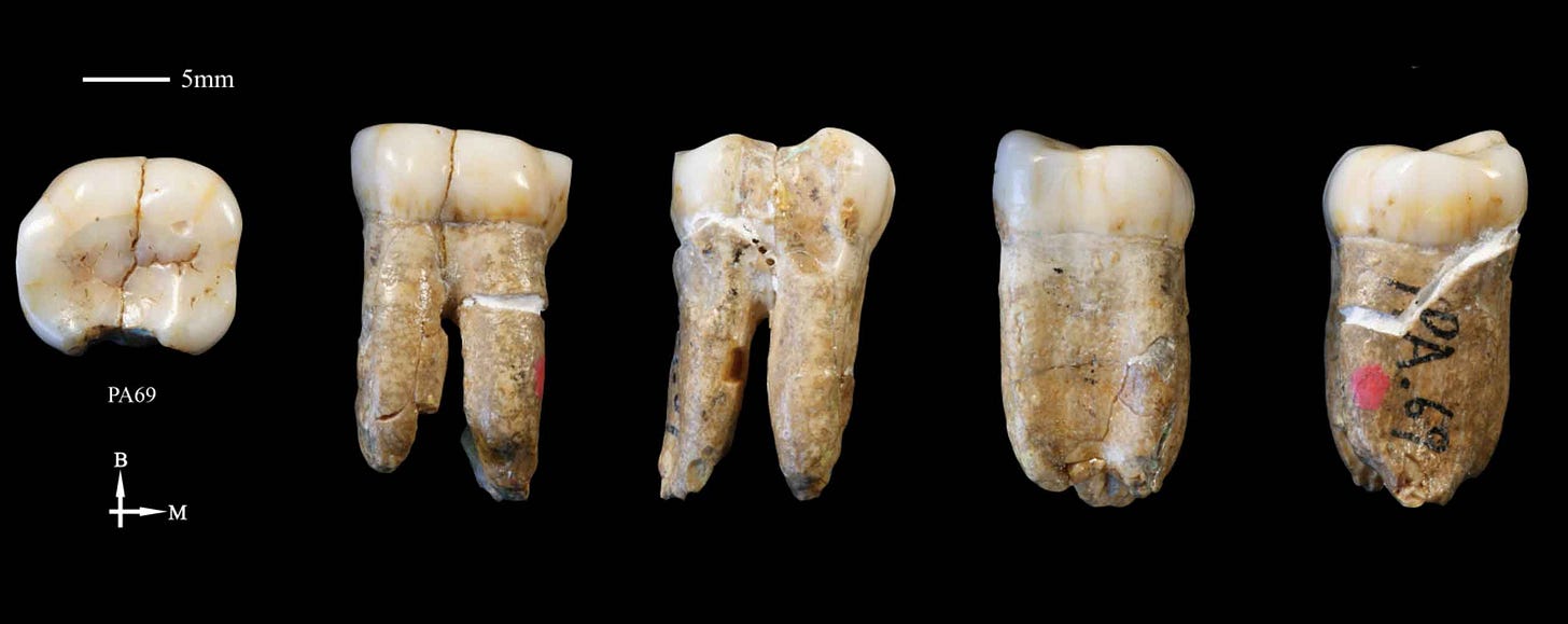 Five panels showing different angles of the PA69 fossil molar