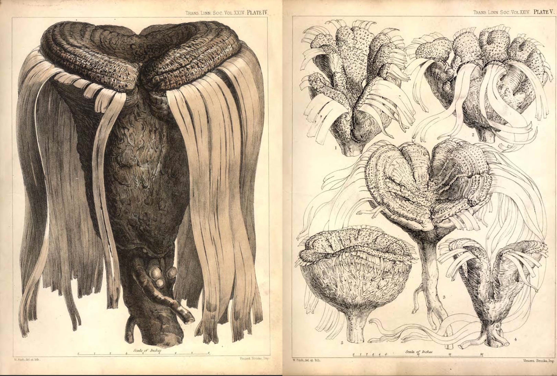 2000 Seconds with Welwitschia mirabilis